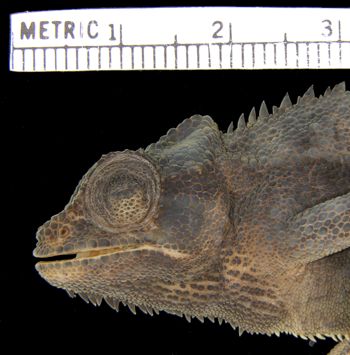 Media type: image; Herpetology R-42895